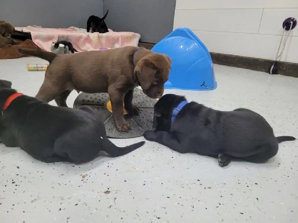 Cuccioli di Labrador in adozione gratuita