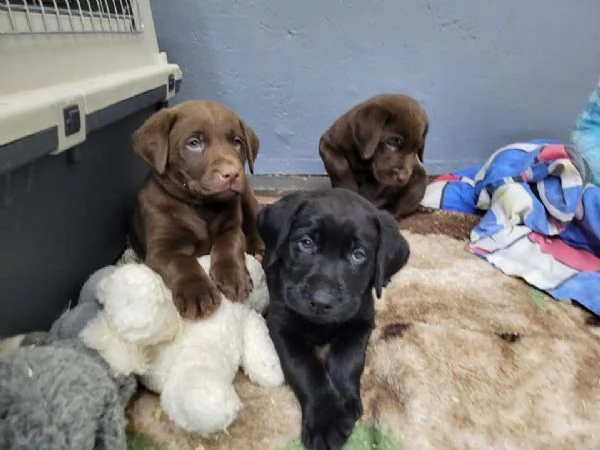 Cuccioli di Labrador in adozione gratuita | Foto 2