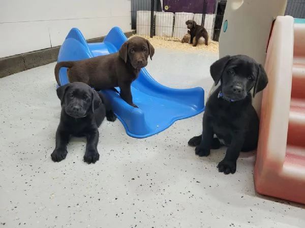 Cuccioli di Labrador in adozione gratuita | Foto 0