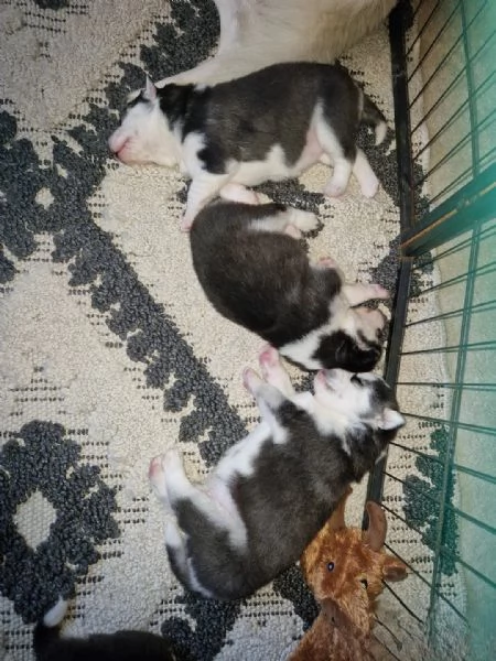 Splendidi cuccioli di Siberian Husky in vendita | Foto 3