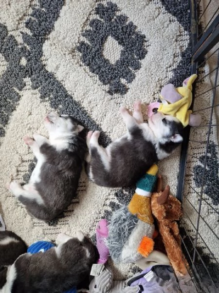 Splendidi cuccioli di Siberian Husky in vendita | Foto 2