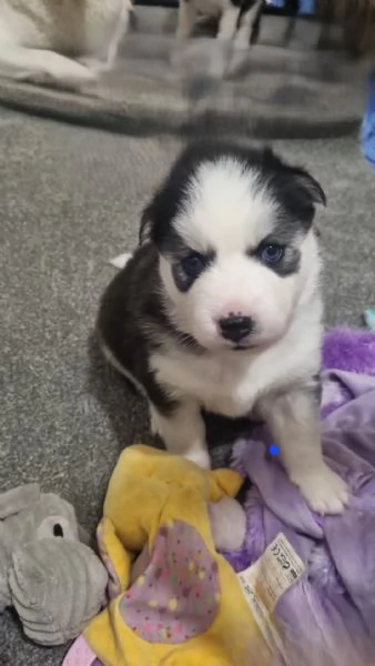 Splendidi cuccioli di Siberian Husky in vendita