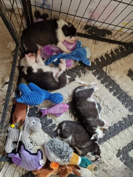 Splendidi cuccioli di Siberian Husky in vendita | Foto 1