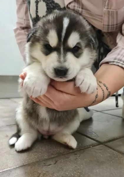 Splendidi cuccioli di Siberian Husky in vendita | Foto 0