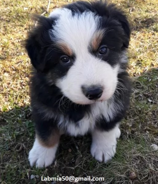 disponibili cuccioli di Pastore australiano per adozione i cuccioli verranno consegnati con microchi