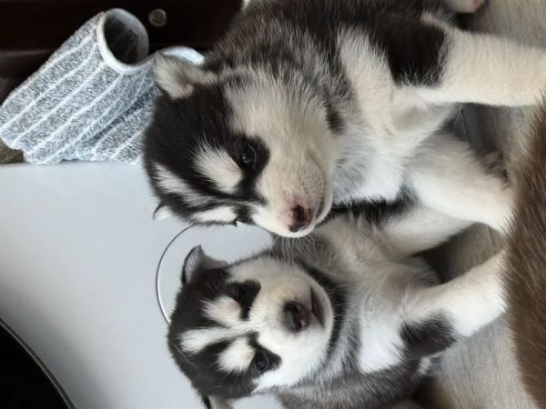 Cuccioli di husky 