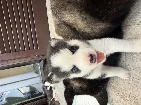 Cuccioli di husky  | Foto 3