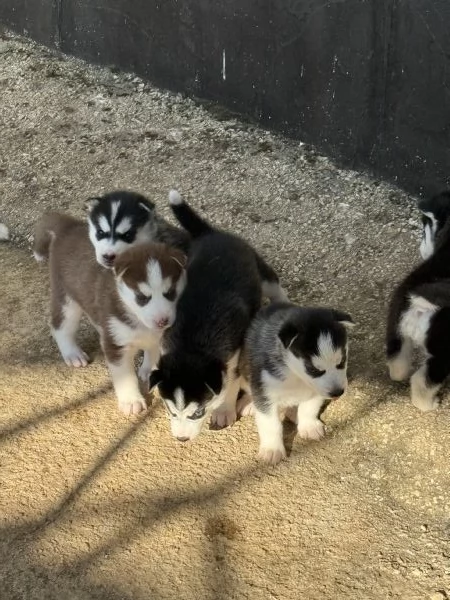 Cuccioli di husky  | Foto 2