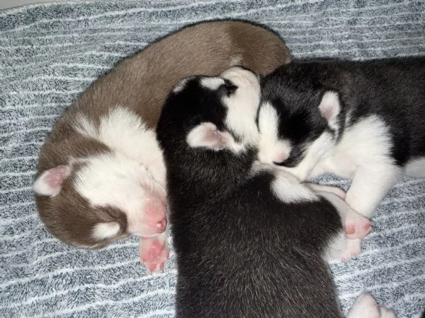 Cuccioli di husky  | Foto 1
