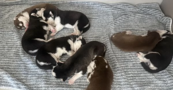 Cuccioli di husky  | Foto 0