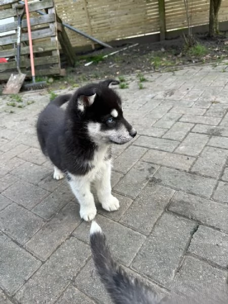 Splendidi cuccioli di Siberian Husky in vendita