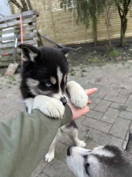 Splendidi cuccioli di Siberian Husky in vendita | Foto 2