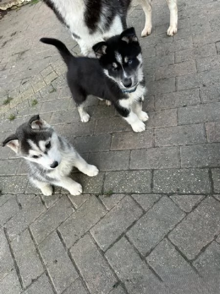 Splendidi cuccioli di Siberian Husky in vendita | Foto 1