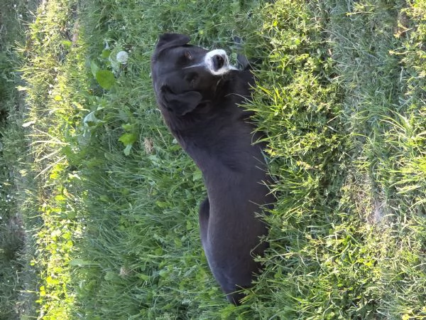 Cani meticci