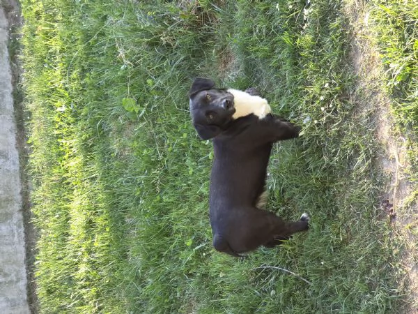 Cani meticci | Foto 0