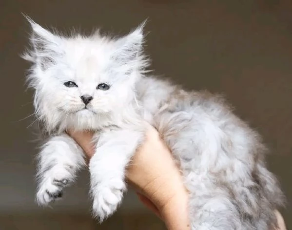 Cucciola di razza Maine Coon