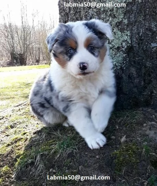  disponibili cuccioli di Pastore australiano per adozione i cuccioli verranno consegnati con microch