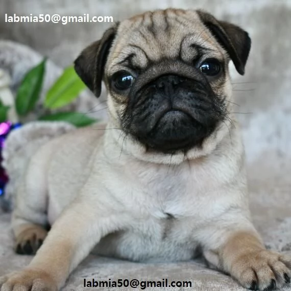  Regalo Bianchi cuccioli di carlino Cuccioli di carlino- molto belli! Maschi e femmine. I cuccioli s