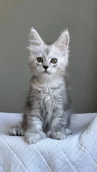 Maine Coon, Gattini di Razza Purezza  Disponibili Subito! | Foto 0