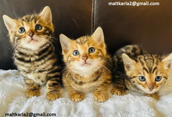 bellissimo gattino bengala bella f1 bengala gattino, bottiglia alto e molto bello, mangia da solo, v | Foto 0
