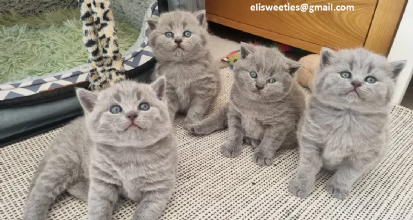 Adorabili gattini British Shorthair pronti Splendidi gattini British Shorthair disponibili! Questi g