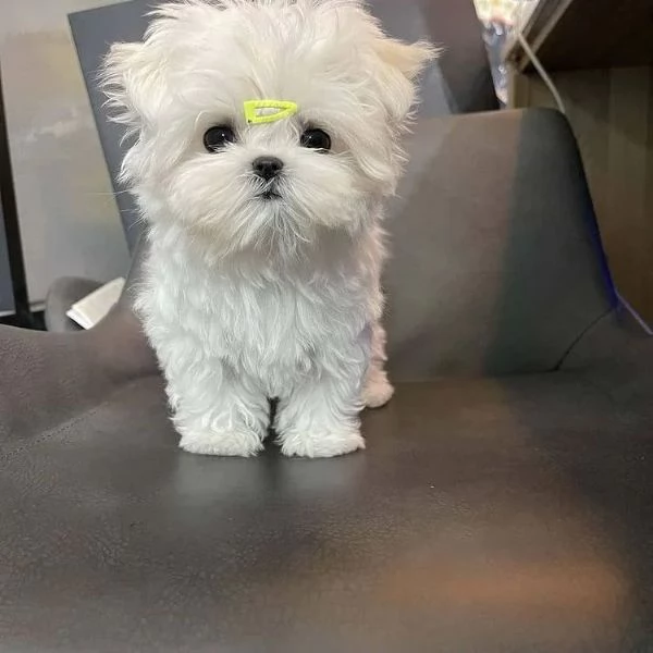 Affettuosi cuccioli di Maltese