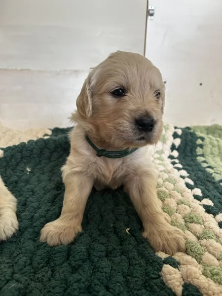 Golden Retriever cuccioli