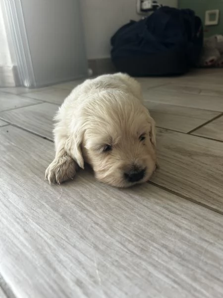 Golden Retriever cuccioli | Foto 1