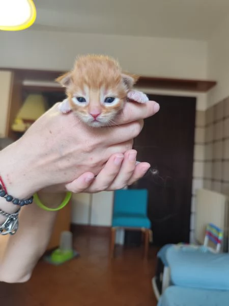 Vendesi cuccioli Maine Coon