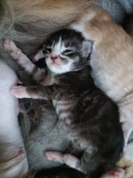 Vendesi cuccioli Maine Coon | Foto 1