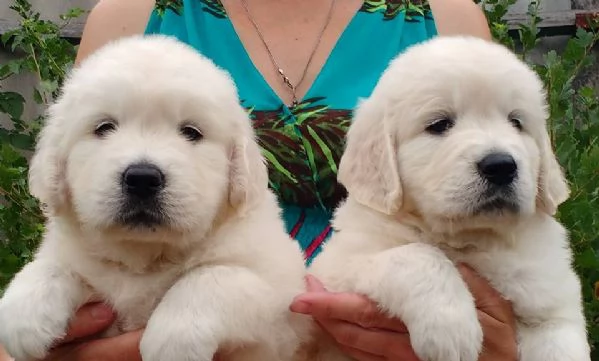 Due cuccioli maschietti di Golden retriever