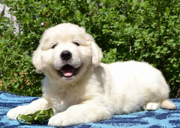 Due cuccioli maschietti di Golden retriever | Foto 0