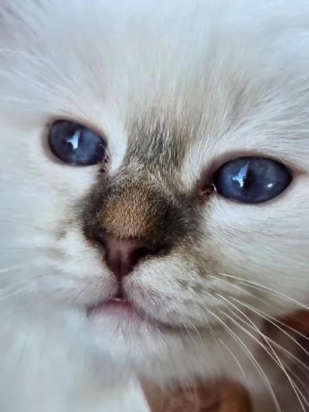 CUCCIOLI SACRO DI BIRMANIA