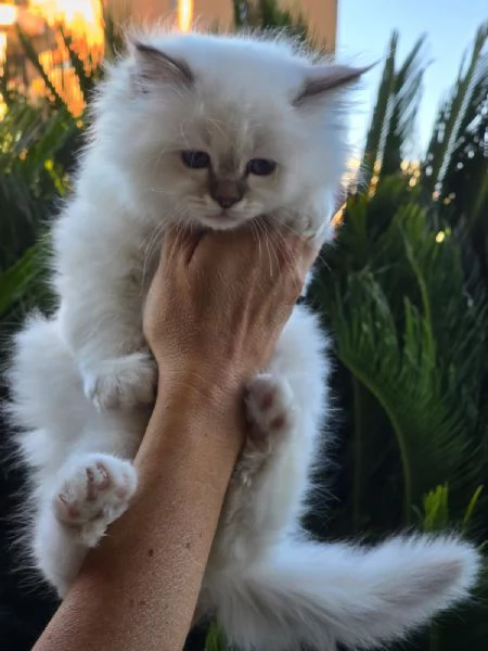 CUCCIOLI SACRO DI BIRMANIA | Foto 1