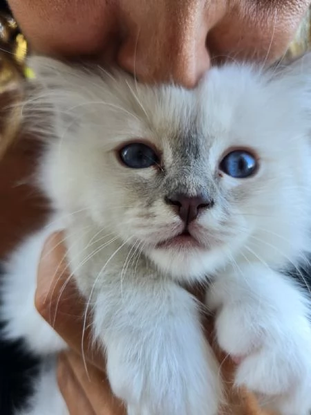 CUCCIOLI SACRO DI BIRMANIA | Foto 0