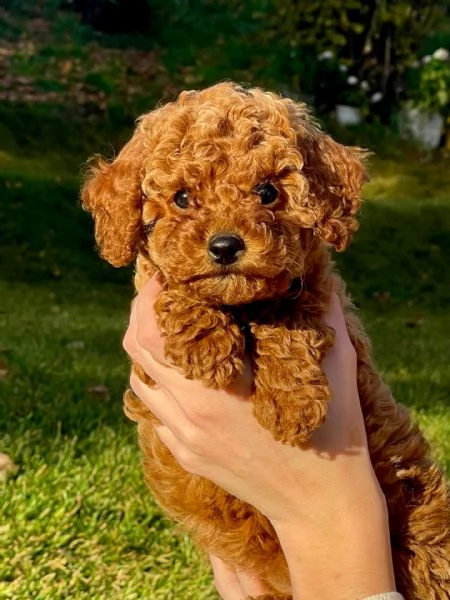 Cuccioli di barboncino 