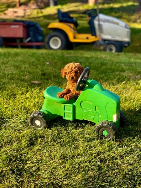 Cuccioli di barboncino  | Foto 3