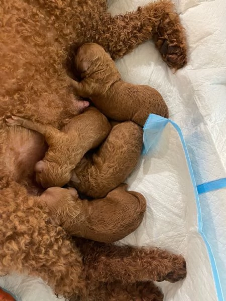 Cuccioli di barboncino  | Foto 2