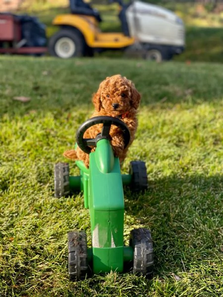 Cuccioli di barboncino  | Foto 1