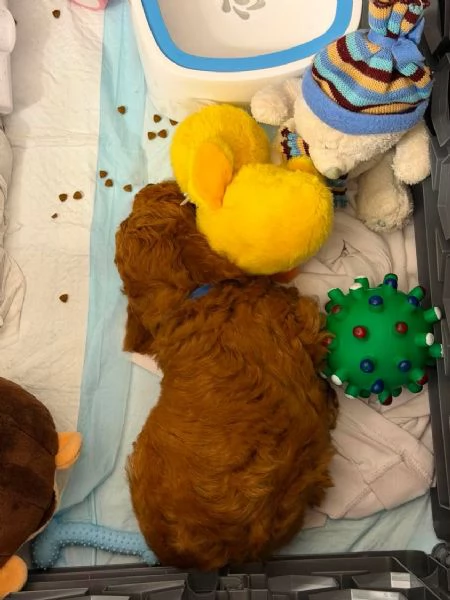 Cuccioli di barboncino | Foto 1