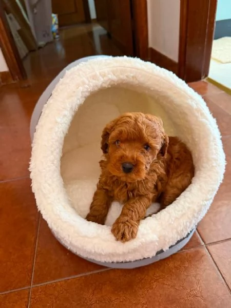 Cuccioli di barboncino