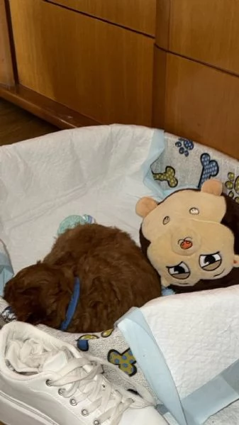 Cuccioli di barboncino | Foto 0