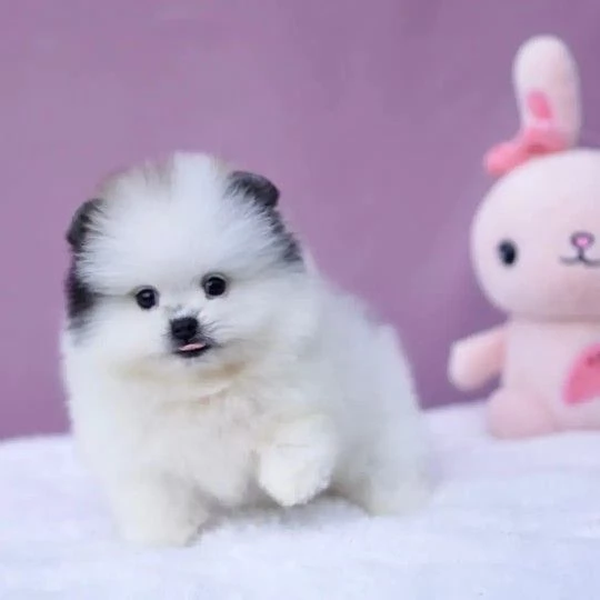 Cuccioli di Pomerania toy in adozione