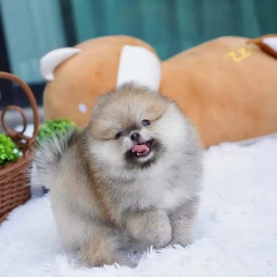 Cuccioli di Pomerania toy in adozione | Foto 0