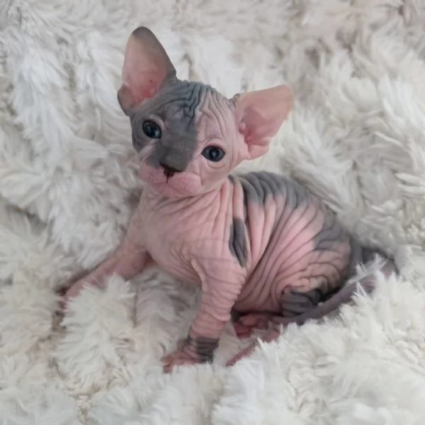 Gattini sphynx  | Foto 1