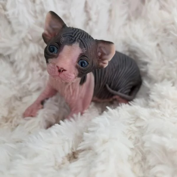 Gattini sphynx  | Foto 0