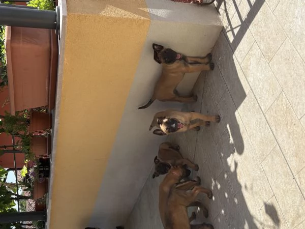 Cuccioli pastore belga Malinois 