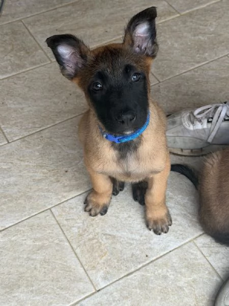 Cuccioli pastore belga Malinois  | Foto 1