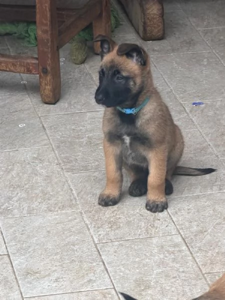 Cuccioli pastore belga Malinois  | Foto 0