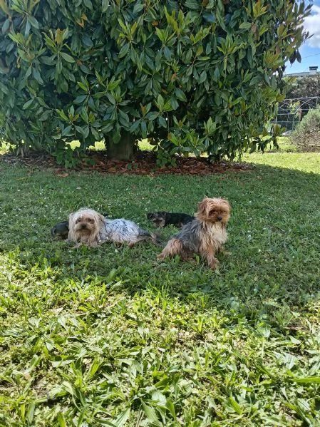 Cuccioli di yorkshire terrier  | Foto 0